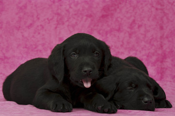Black Labrador Puppies