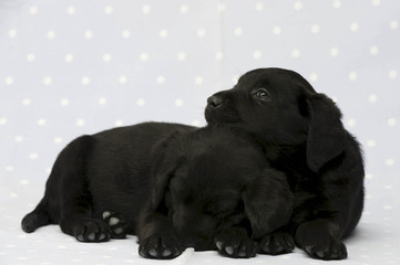 Black Labrador Puppies