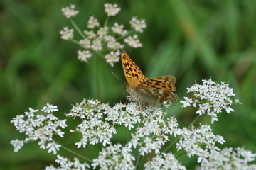 Schmetterling Kaisermantel