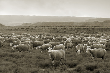 Sheep grazing at Bardenas desert