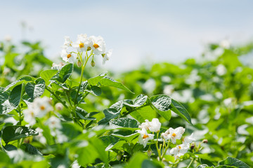 blooming potato field © chamillew