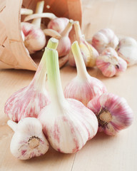 garlic