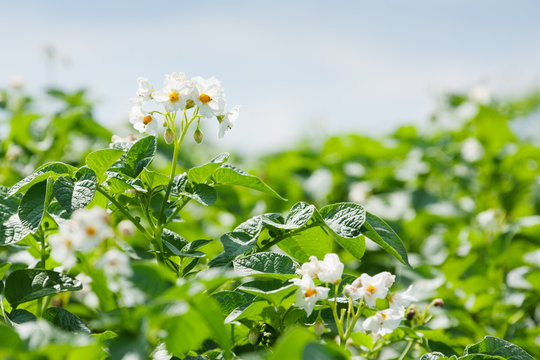blooming potato field