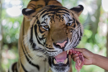 Tiger bei der Fütterung