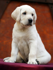 yellow labrador puppy