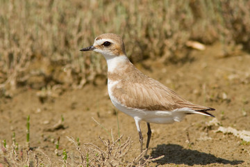 Kentish Plover