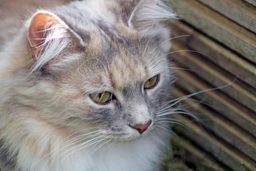 stunning tabby cat