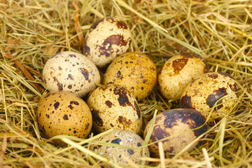 quail eggs in a nest of hay close-up