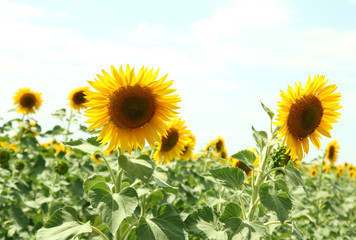 Sunflower field