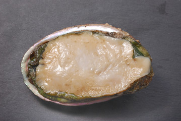 Abalone