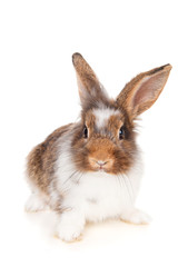 Brown rabbit, isolated on white