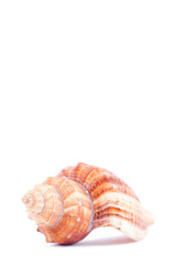 One side of a shellfish