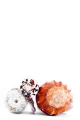 Three shellfishes piled up