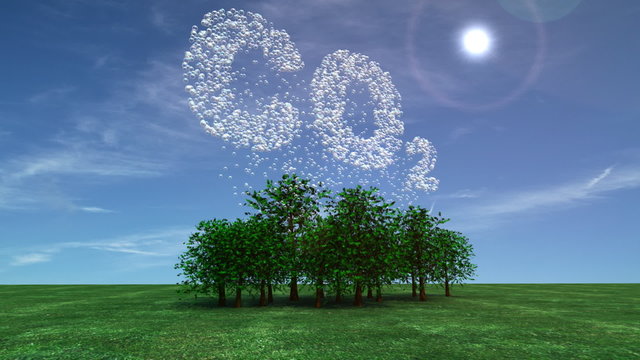 Co2 being absorbed from the atmosphere by trees.