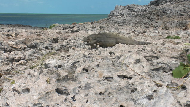 Cuban rock iguana (Cyclura nubila) in the wild, Cayo Largo