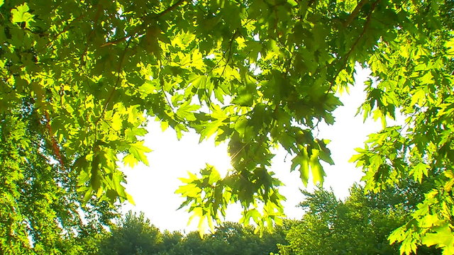 Green leaves with sun 11