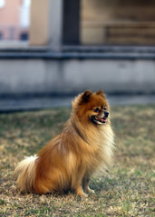 pomerania