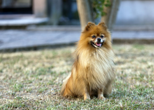 pomerania