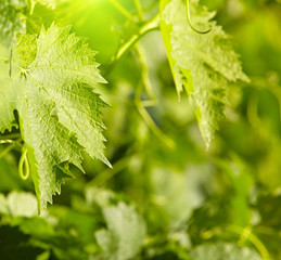 Beautiful vine creeper leaves background, with bokeh.