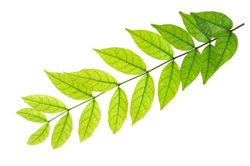Leaves