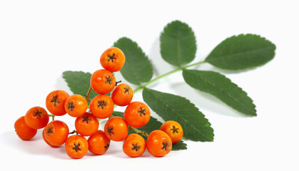 Fruits and the leaf of the rowan on the white background - obrazy, fototapety, plakaty