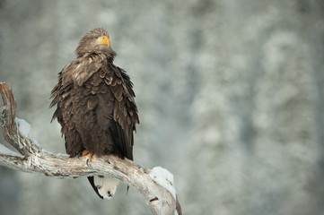 White Tailed Eagle