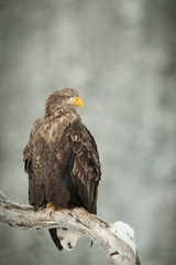 White Tailed Eagle