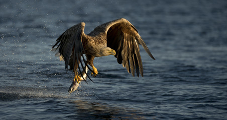 White-tailed Eagle fishing