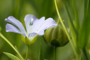 Wild Western Blue Flax flowers