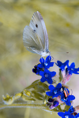 Biały Motyl © Wojciech Lisiński