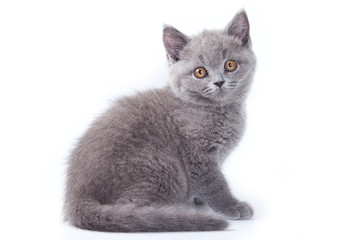 British kitten on white background
