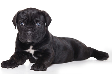 Cane Corso Italiano on white