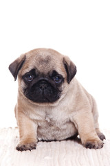 Obraz premium Pug dog on white background