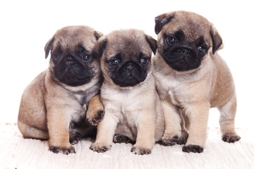 Pug dog on white background