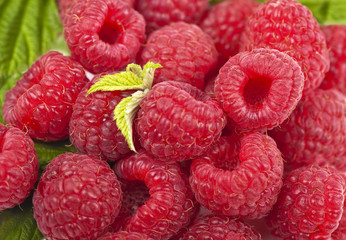 beautiful selection of freshly picked ripe red raspberries