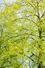 Beautiful green leaves of an American Yellow Wood make pattern b