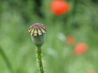 Klatschmohn