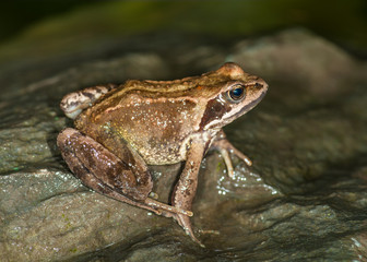 Common Frog