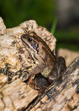 Common Frog  ( Rana temporaria)