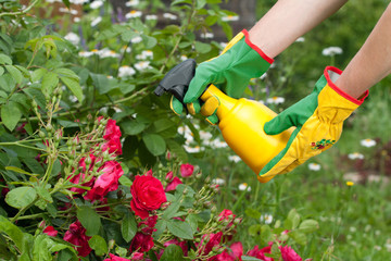 Spraying the roses