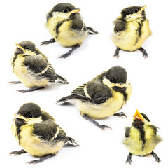 Obraz premium Fledgling birds tit