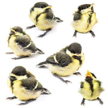 Fledgling birds tit