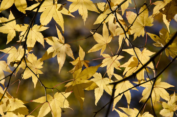 Colorful autumn leaves background