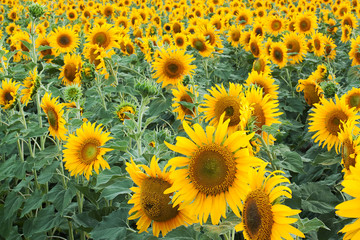 Fototapeta premium sunflower