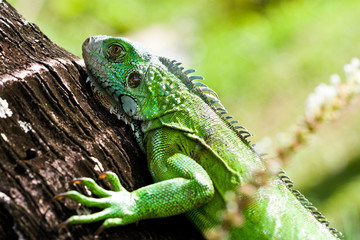 another green iguana day