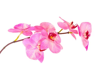 Papier Peint photo Orchidée Belle orchidée en fleurs isolée sur blanc