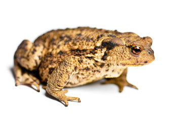 Fototapeta premium Froschvergnügen