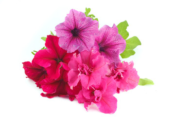 Bouquet of multicolored petunias isolated on white - obrazy, fototapety, plakaty