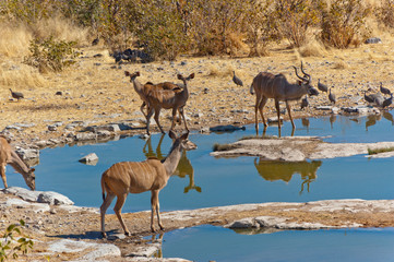 Kudu antilopes. African wildlife reserve, Etosha, Namibia