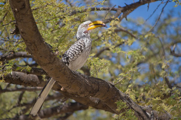 African horn bill bird on tree